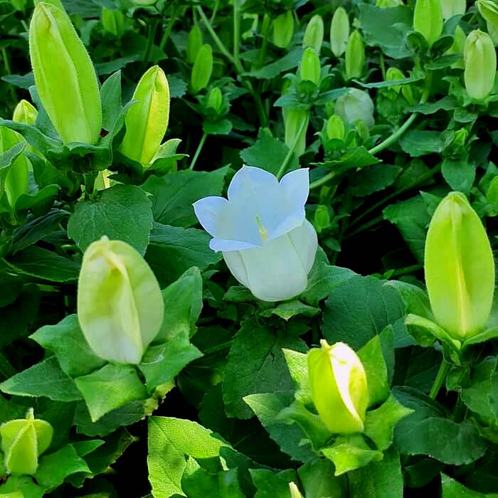 Campanula Incurva